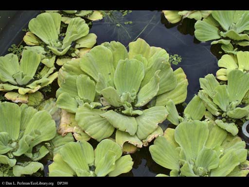 Water lettuce, <i>Pista stratiotes</i>