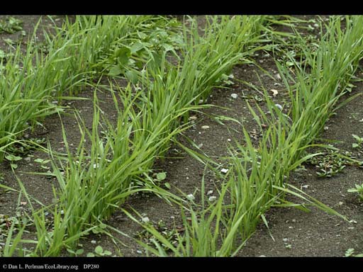 Durum wheat, <i>Triticum durum</i>