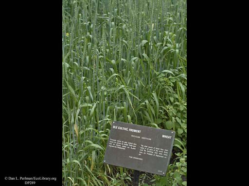 Wheat, <i>Triticum aestivum</i>