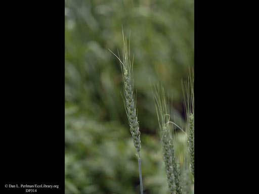 Wheat, <i>Triticum aestivum</i>