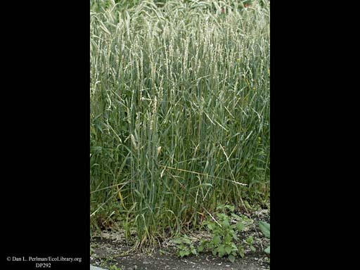 Winter wheat, <i>Triticum aestivum</i>