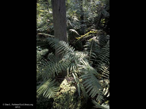 White Cedar Swamp, Massachusetts