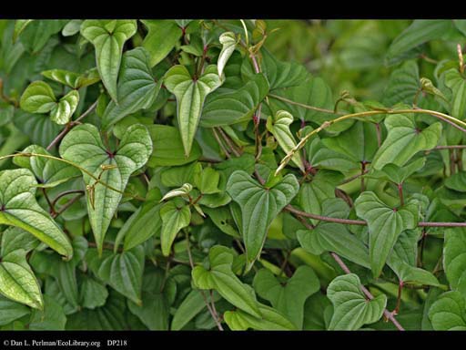 Yam, <i>Dioscorea batatas</i>